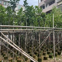 菠萝蜜3-8公分出售自家基地直销规格齐全