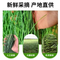 内蒙古优质沙葱多种规格适合电商一件代发市场欢迎来电咨询