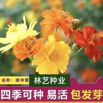 硫化菊种子花海硫华菊种子四季易种