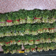 升麻苦菜销售现采的升麻头茬苦菜