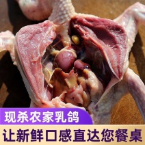 《乳鸽肉》现杀乳鸽/散养鸽子/新鲜土鸽煲汤