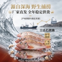 深海石斑鱼三去石斑鱼20条1件～电商直播一件代发批发