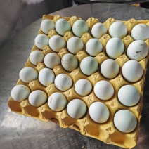 本地散养土鸡蛋（乌鸡蛋）货源充足量大从优质量保证