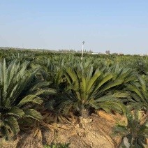 苏铁(铁树)50-200高，各种规格，大量现货，欢迎订购