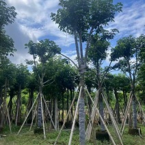 秋枫3-18分，原生苗，骨架苗，养冠苗，各种规格，大量现货