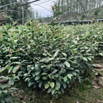 油茶苗基地批发保质保量杯苗成活率高
