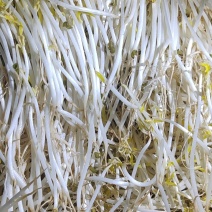 绿豆芽