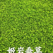 姬岩垂草精选优质草种成活率高品质优欢迎来电洽谈