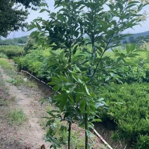 阴香大量出售