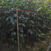 秋枫，原生苗，大量出售