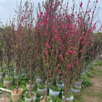 桃花，2-3-4-5公分。普宁苗木基地，