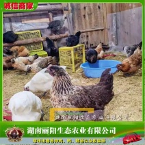雪峰乌骨鸡苗/花乌鸡苗/雪花乌鸡苗/提供养殖技术