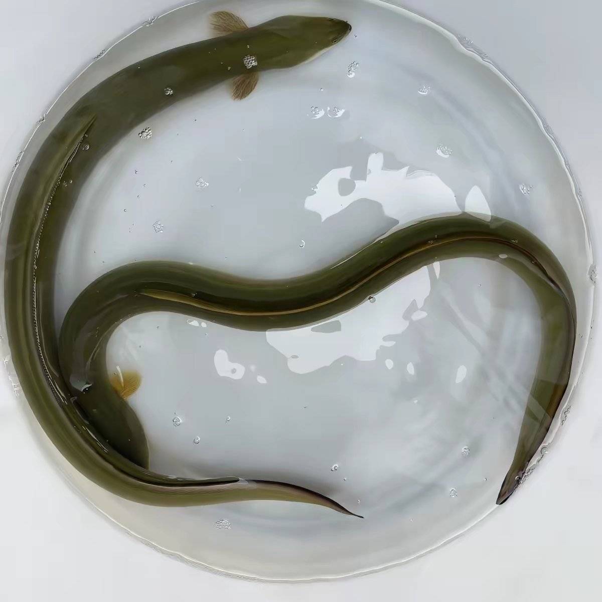 [鳗鱼苗批发]广东广州花都区鳗鱼苗 6.30元/个鳗鱼苗白鳝鱼苗 _ 一亩田