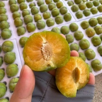 贵州镇宁青脆李李子，现货产地大量批发价格低，全国发货