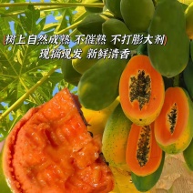 【推荐】海南红心木瓜产地直发货源充足可视频看货欢迎下单