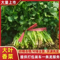 精品香菜，河北邯郸产地直发，全国发货，新鲜采摘量大从优