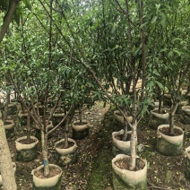 三月桃3-8公分出售基地直销