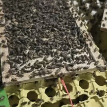 蟋蟀活体油葫芦