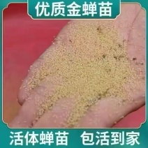金蝉苗