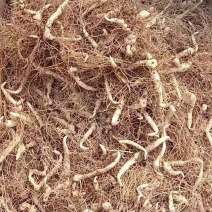 黄精种苗现挖现发，质量保证，产地直发，质量保证，欢迎来电