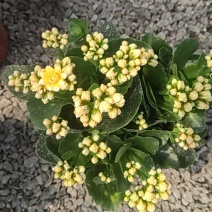 长寿花130盆