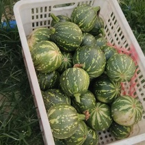 串串铃嫩南瓜，圆嫩南瓜