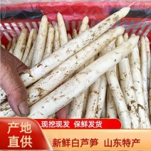 山东当季白芦笋批发货源足洁白细嫩商超餐饮**蔬菜新鲜采