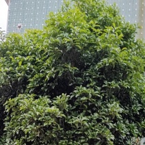 桂花树