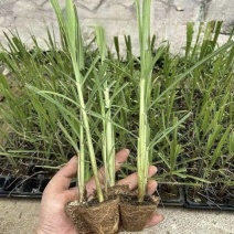 广东湛江粤翠一代脱毒黄皮青皮黑皮甘蔗苗组培苗直种苗