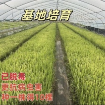 广东湛江粤翠一代脱毒甘蔗苗组培苗直种苗基地直供青皮黄皮黑