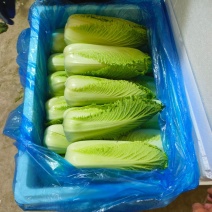菏泽龙芽菜对接电商，商贸市厂，千亩基地可实地考察