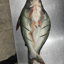 巴沙鱼开背鱼
