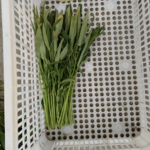 青杆空心菜