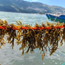 【推荐】羊栖菜规格齐全价格优惠支持视频看货欢迎采购