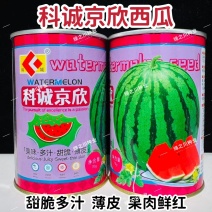 科诚京欣西瓜种子甜脆多汁蜜甜大果薄皮西瓜种籽不倒瓤鲜红瓤