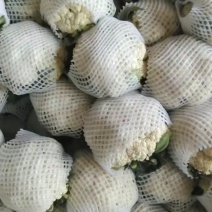 松花大量上市花面白棚子里面的菜