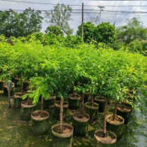 李子树果苗1-12分，各种规格，大量现货，欢迎订购