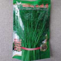 木茴香大扁桔种子四季播割茬小茴香高产五茬茴香种籽香味浓郁
