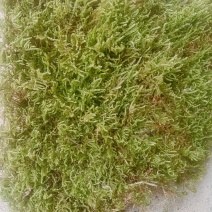 野生苔藓