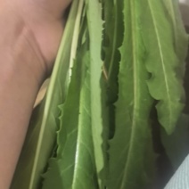 蒲公英