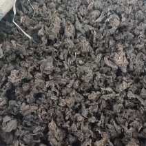 地皮菜地软