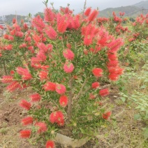 美花红千层/多花红千层，各种规格货源充足，价格优惠！