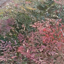 南天竹