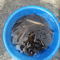 [牛]泥鳅