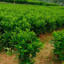 灰莉，非洲茉莉，大量出售