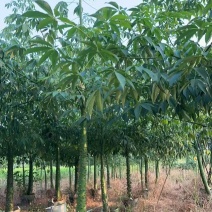 美人树，美丽异木棉，3-4-5-8公分长期供应，普宁苗木基地