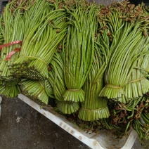 贵州野生蕨菜批发青撅