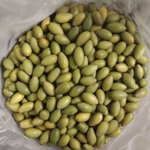 闽清二号橄榄