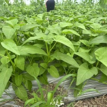 空心菜大量供应品质优新鲜可视频看货欢迎咨询来电