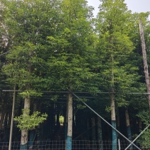 12公分金丝楠木，基地低价出售